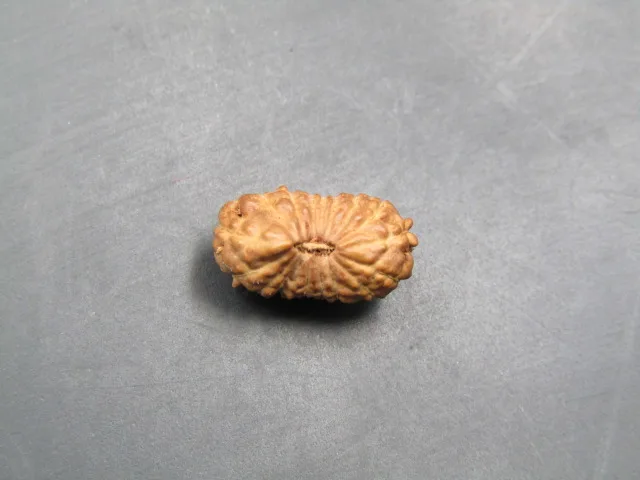 17 Mukhi Rudraksha