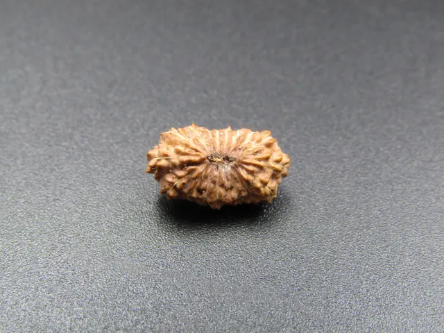 17 Mukhi Rudraksha