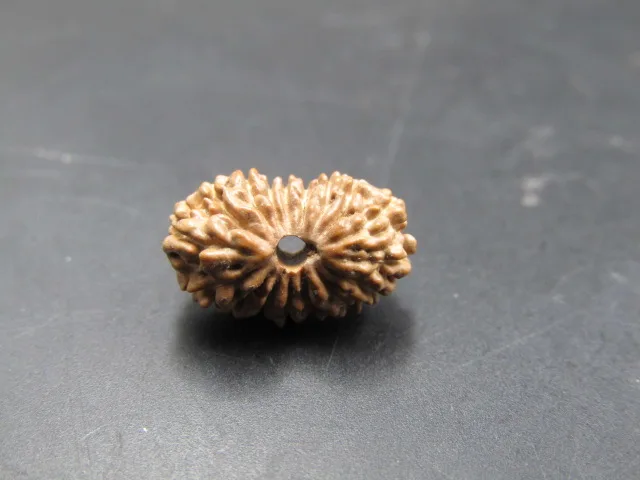 17 Mukhi Rudraksha