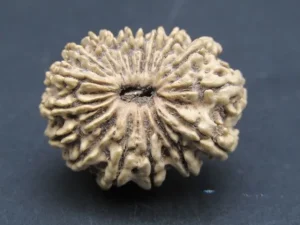 17 Mukhi Rudraksha