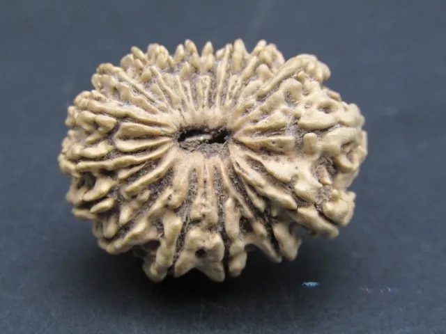 17 Mukhi Rudraksha