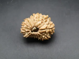 17 Mukhi Rudraksha