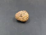 17 Mukhi Rudraksha