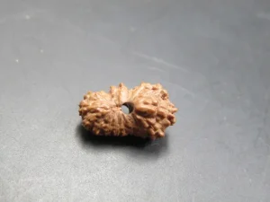 17 Mukhi Rudraksha