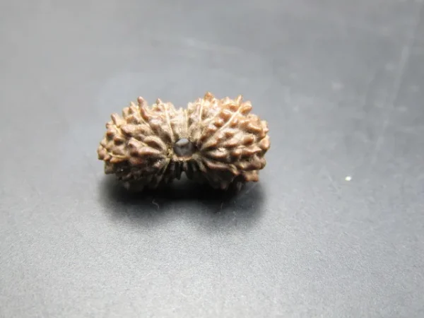 17 Mukhi Rudraksha