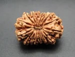17 Mukhi Rudraksha