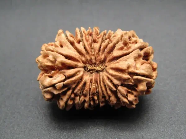 17 Mukhi Rudraksha