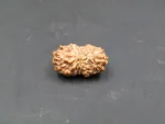 17 Mukhi Rudraksha