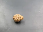 17 Mukhi Rudraksha