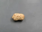 17 Mukhi Rudraksha