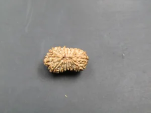 17 Mukhi Rudraksha