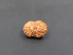 17 Mukhi Rudraksha
