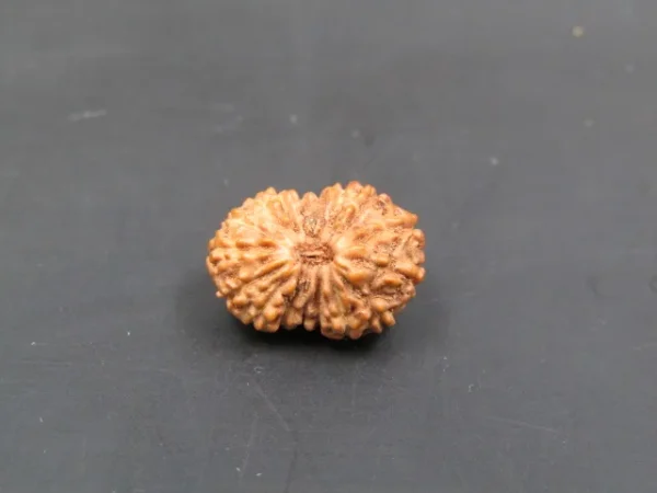 17 Mukhi Rudraksha