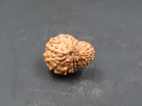 17 Mukhi Rudraksha