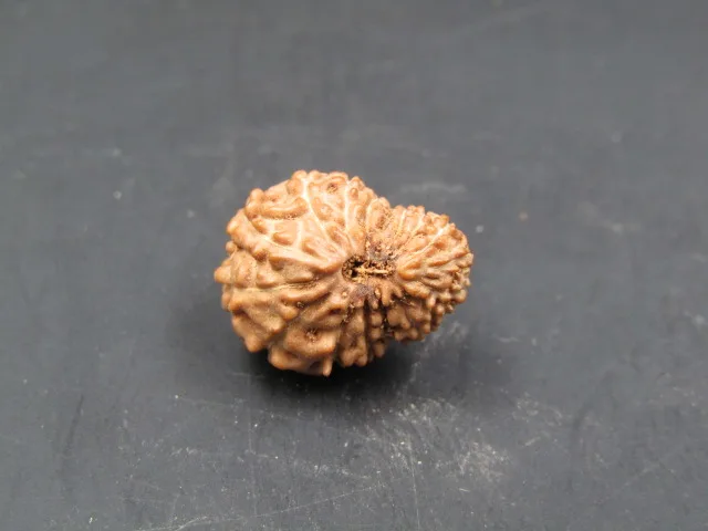 17 Mukhi Rudraksha