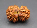 17 Mukhi Rudraksha