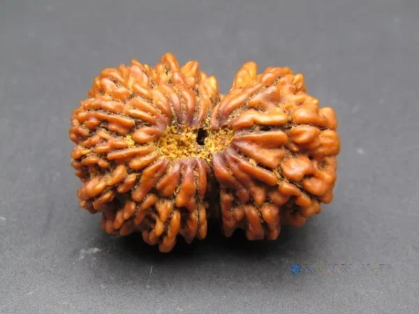 17 Mukhi Rudraksha