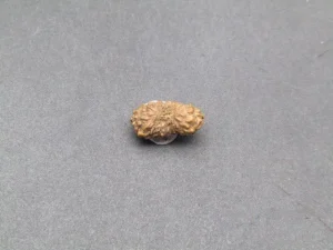 17 Mukhi Rudraksha