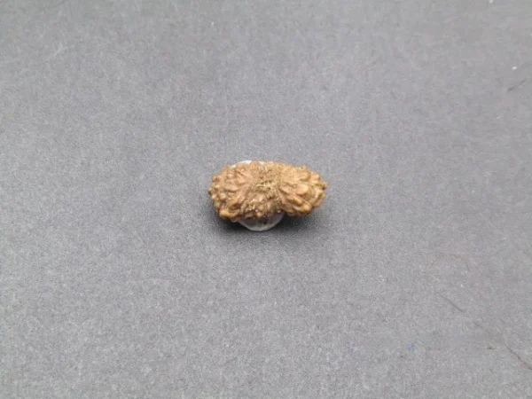 17 Mukhi Rudraksha