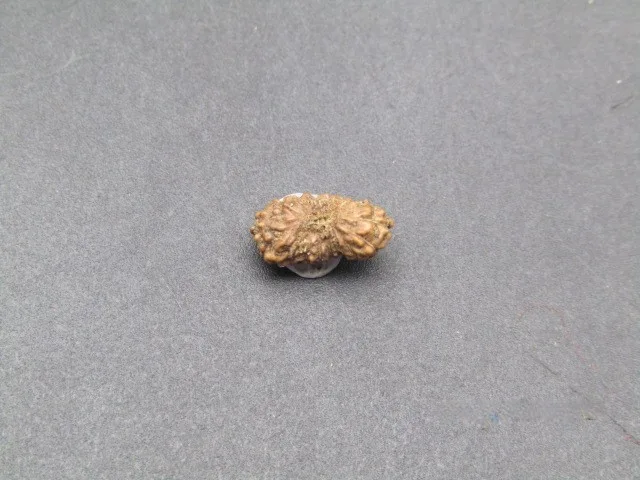 17 Mukhi Rudraksha