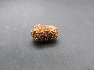 17 Mukhi Rudraksha