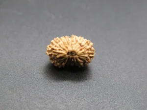 17 Mukhi Rudraksha