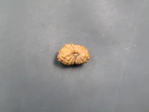 17 Mukhi Rudraksha