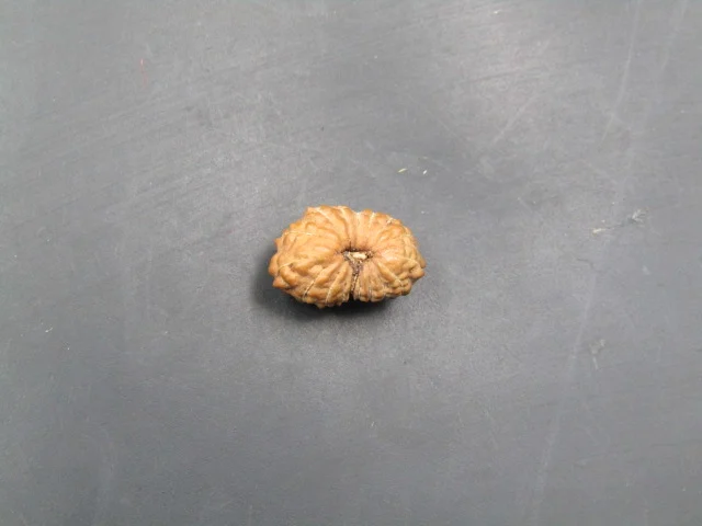 17 Mukhi Rudraksha