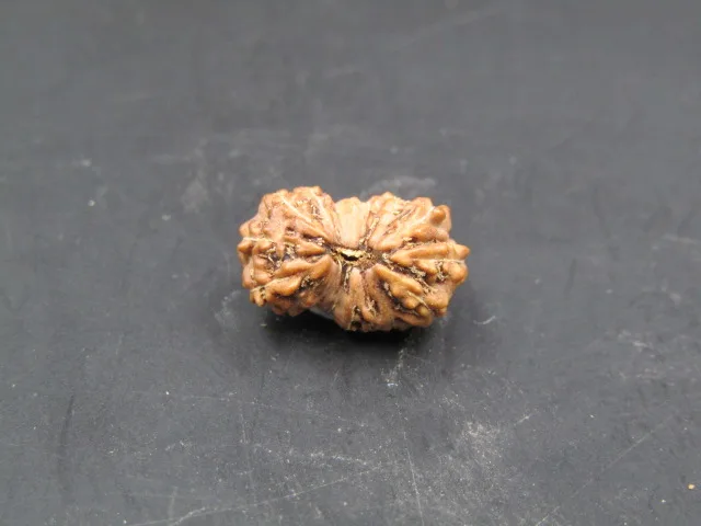 17 Mukhi Rudraksha
