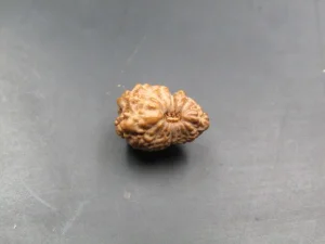 17 Mukhi Rudraksha