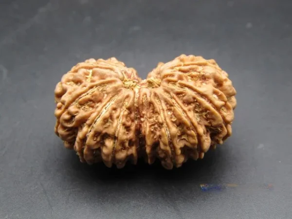 17 Mukhi Rudraksha