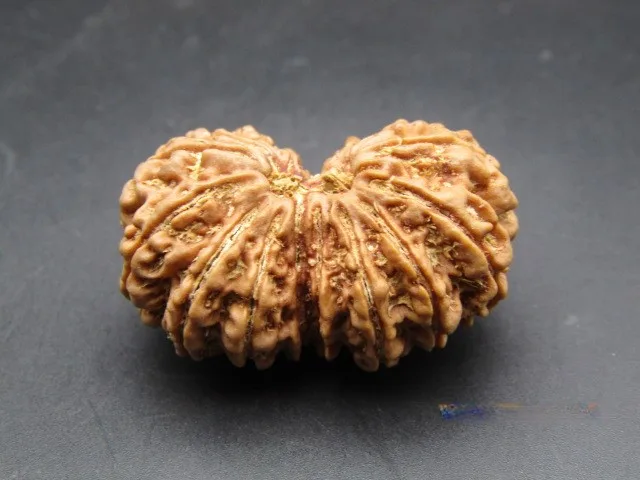 17 Mukhi Rudraksha