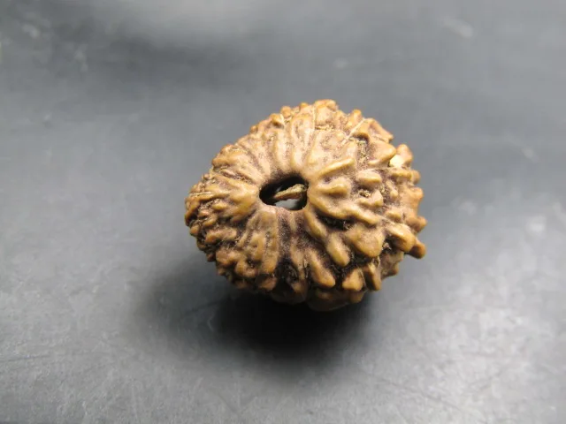 17 Mukhi Rudraksha