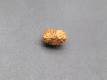 17 Mukhi Rudraksha