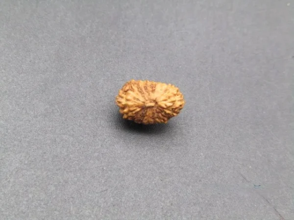 17 Mukhi Rudraksha