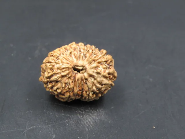 17 Mukhi Rudraksha