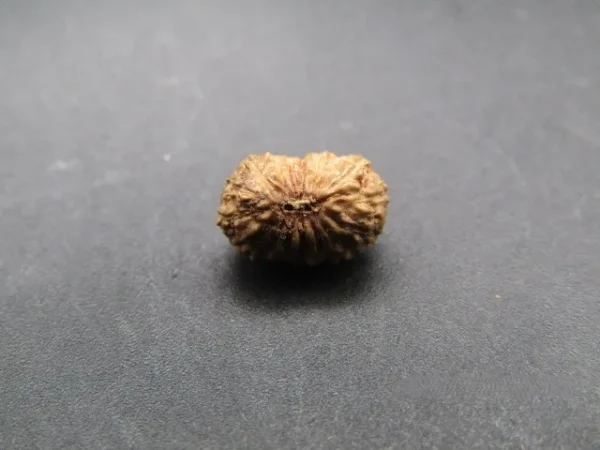 17 Mukhi Rudraksha