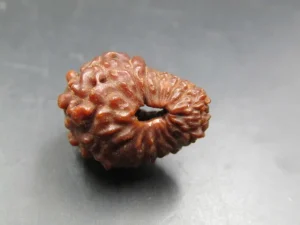 17 Mukhi Rudraksha