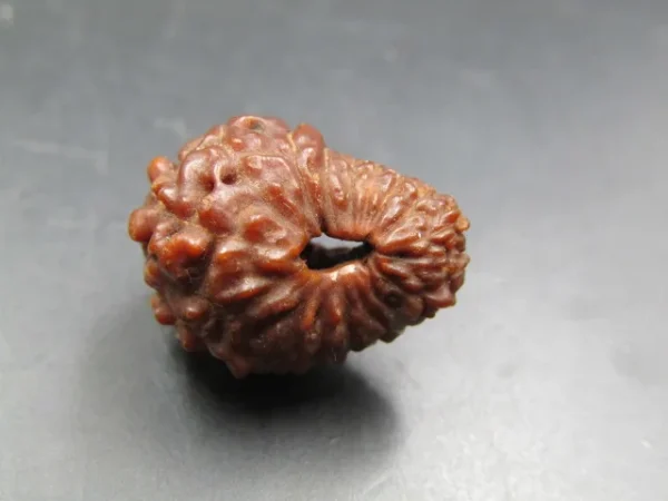 17 Mukhi Rudraksha