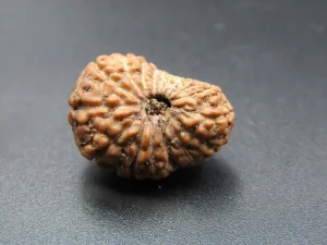 17 Mukhi Rudraksha