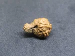 17 Mukhi Rudraksha