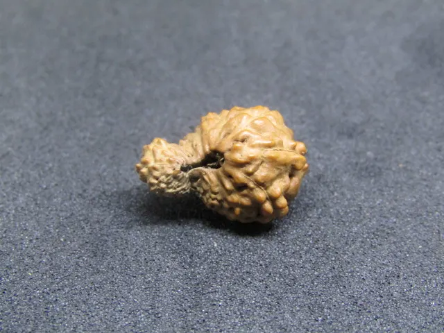 17 Mukhi Rudraksha