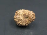 17 Mukhi Rudraksha