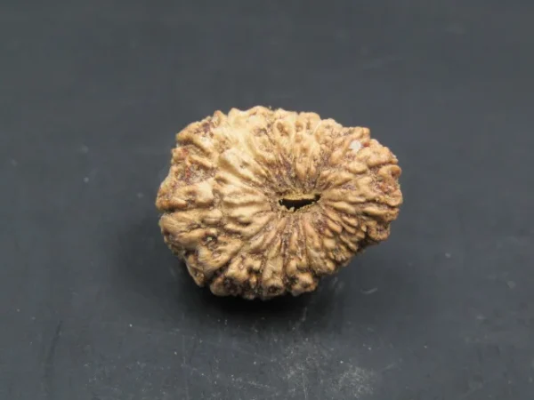 17 Mukhi Rudraksha