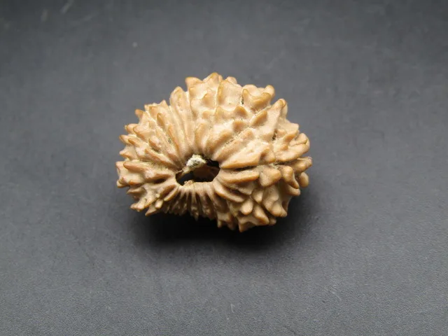 17 Mukhi Rudraksha