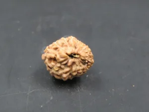 17 Mukhi Rudraksha