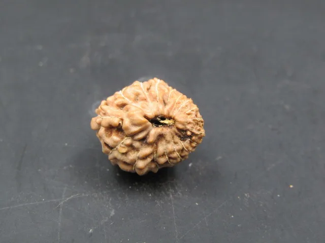 17 Mukhi Rudraksha
