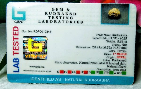 17 mukhi certificate pic