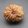 17 mukhi lab pic