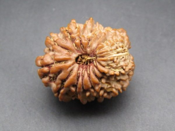 17 mukhi lab pic